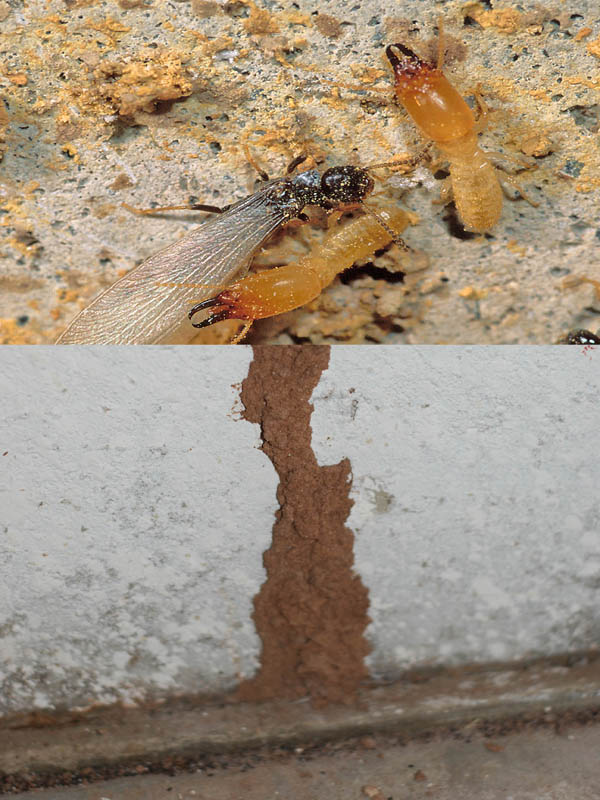 Termite Tubes_Termites_600x800_02