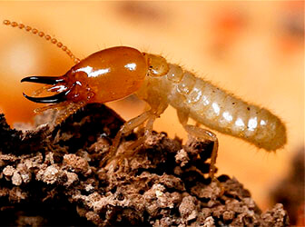 termite_soldier